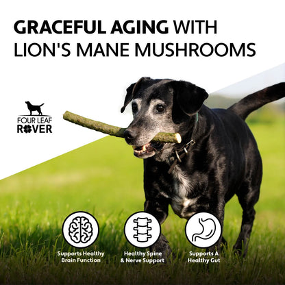 Four Leaf Rover - Lion's Mane Mushroom