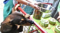 For the Shelters